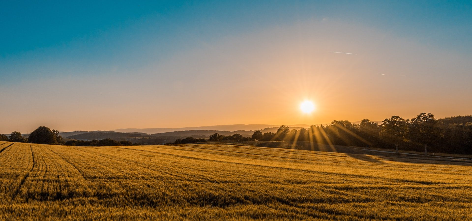 Sunrise over a golden wheat field